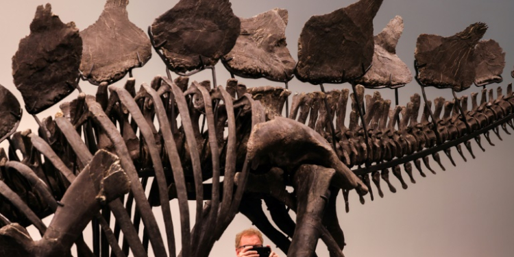 A 150-million-year-old skeleton of a stegosaurus is up for auction at Sotheby's in New York. ©AFP