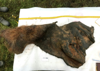 A 52,000-year-old woolly mammoth skin was excavated intact from permafrost in Siberia, as seen in this handout photo taken on September 5, 2018, courtesy of Stockholm University. ©AFP