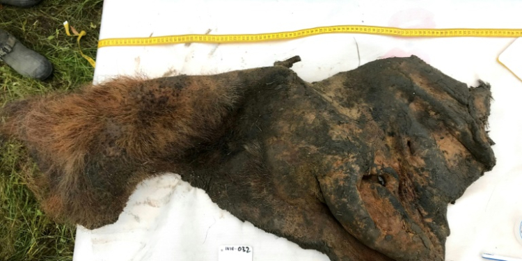 A 52,000-year-old woolly mammoth skin was excavated intact from permafrost in Siberia, as seen in this handout photo taken on September 5, 2018, courtesy of Stockholm University. ©AFP