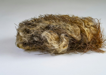 This undated image released by the Florida Museum shows the thick hair and spines blanketing parts of the Key Largo tree cactus, to the extent that an isolated fragment might not look like it came from a cactus at all. ©AFP