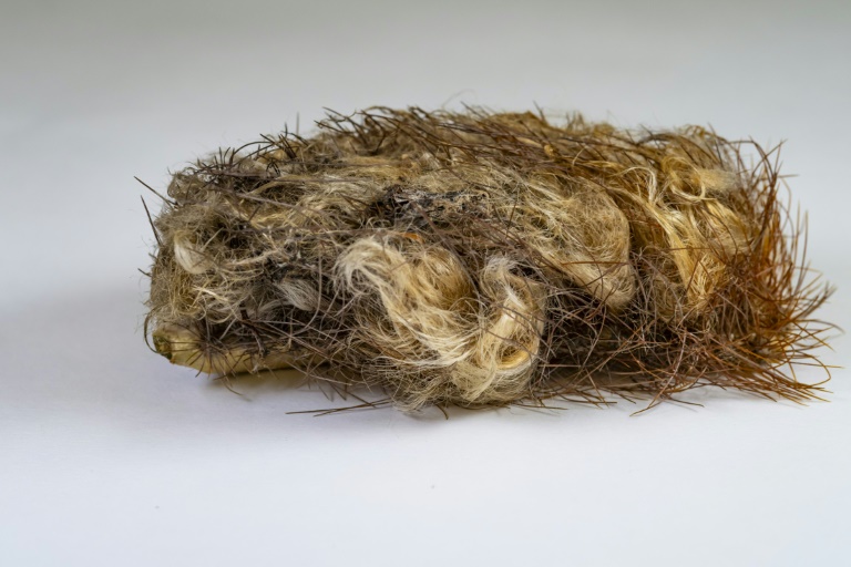 This undated image released by the Florida Museum shows the thick hair and spines blanketing parts of the Key Largo tree cactus, to the extent that an isolated fragment might not look like it came from a cactus at all. ©AFP