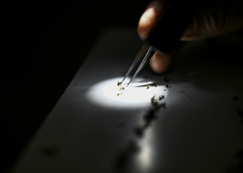 Health officials at Sarasota County Mosquito Management Services study specimens of anopheles mosquitoes that cause malaria, in Sarasota, Florida. ©AFP