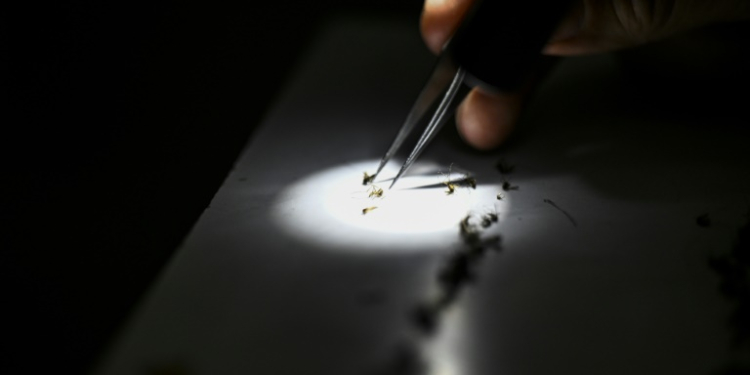 Health officials at Sarasota County Mosquito Management Services study specimens of anopheles mosquitoes that cause malaria, in Sarasota, Florida. ©AFP