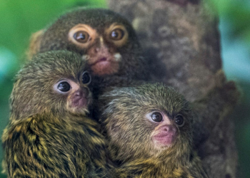 Pygmy marmoset cubs are pictured with their mother in their enclosure at the Mulhouse Zoo, eastern France. ©AFP