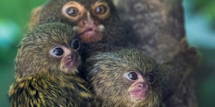 Pygmy marmoset cubs are pictured with their mother in their enclosure at the Mulhouse Zoo, eastern France. ©AFP