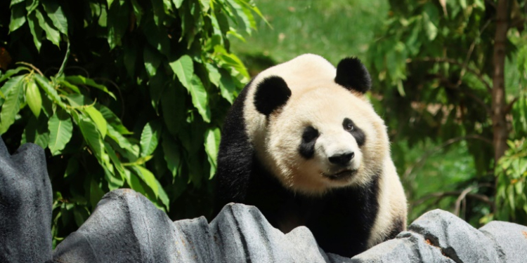 After travelling nearly 7,000 miles (11,000 kilometers) from the mountainous region of Sichuan, the two giant pandas are now the undisputed stars of the San Diego Zoo. ©AFP