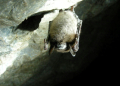 A brown bat affected with deadly white-nose syndrome -- a report says the death of bug-eating bats means more pesticide use which means more infant deaths . ©AFP