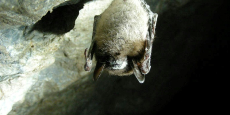 A brown bat affected with deadly white-nose syndrome -- a report says the death of bug-eating bats means more pesticide use which means more infant deaths . ©AFP