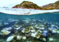 Coral bleaching -- such as that seen here around Lizard Island on Australia's Great Barrier Reef -- happens when the water is too warm. ©AFP