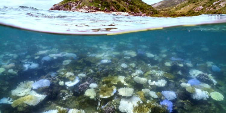 Coral bleaching -- such as that seen here around Lizard Island on Australia's Great Barrier Reef -- happens when the water is too warm. ©AFP