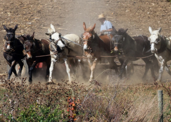 An Amish farmer works his field with horses in Strasburg, Pennsylvania, on October 19, 2024. / ©AFP