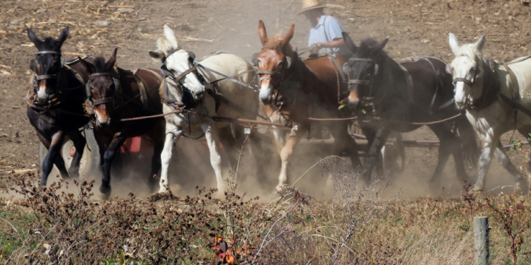 An Amish farmer works his field with horses in Strasburg, Pennsylvania, on October 19, 2024. / ©AFP