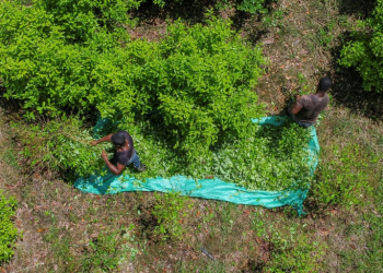 Coca leaf cultivation in Colombia was 10 percent higher in 2023 than the year before. ©AFP