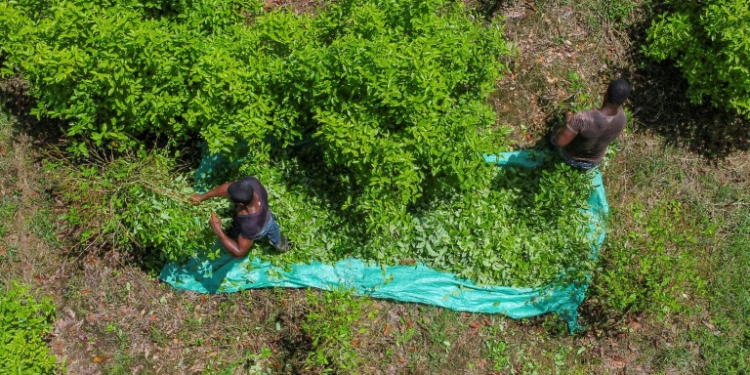 Coca leaf cultivation in Colombia was 10 percent higher in 2023 than the year before. ©AFP