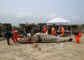 In this handout picture from the  non-profit Whale and Dolphin Conservation (WDC), a rescue team measures a deceased minke whale. ©AFP