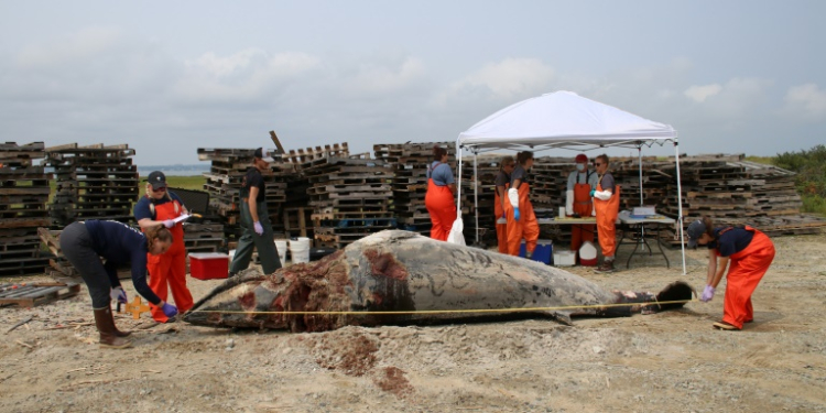 In this handout picture from the  non-profit Whale and Dolphin Conservation (WDC), a rescue team measures a deceased minke whale. ©AFP