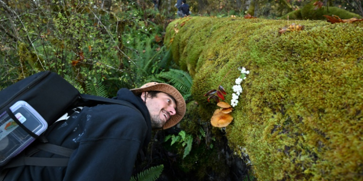 There is a burgeoning awareness of the importance of fungi, whose role is to be discussed at the COP16 conference in Colombia. ©AFP