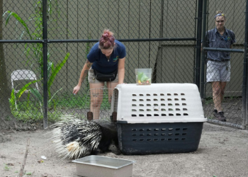 Protect Chompers: zookeepers move the African porcupine into a carrier before carting it to safety ahead of Hurricane Milton. ©AFP