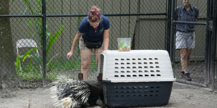 Protect Chompers: zookeepers move the African porcupine into a carrier before carting it to safety ahead of Hurricane Milton. ©AFP