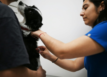 A dog is temporarily sterilized with a vaccine described by its Chilean creators as the first of its kind. ©AFP