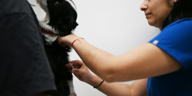 A dog is temporarily sterilized with a vaccine described by its Chilean creators as the first of its kind. ©AFP