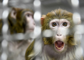 The rhesus macaques were described by local police as 'skittish'. ©AFP