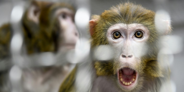 The rhesus macaques were described by local police as 'skittish'. ©AFP