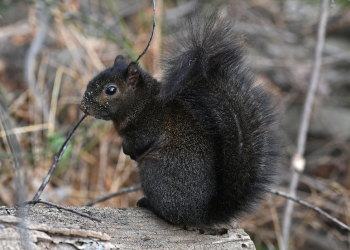 New Yorker Mark Longo said he rescued Peanut after seeing his mother killed by a car, going on to bottle feed the baby black squirrel, similar to the one pictured here / ©AFP