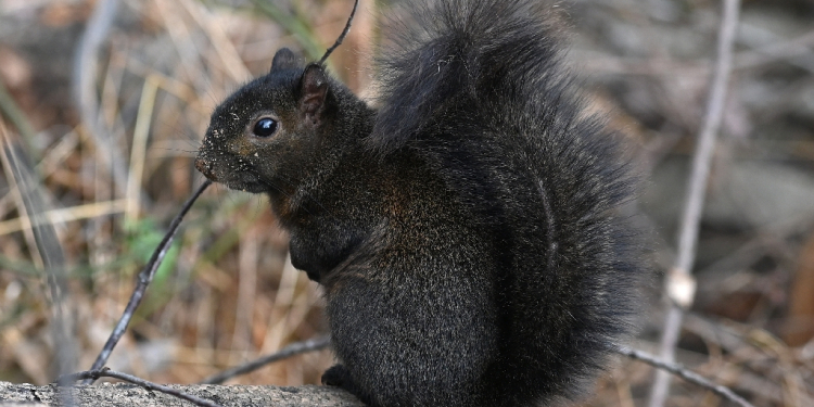 New Yorker Mark Longo said he rescued Peanut after seeing his mother killed by a car, going on to bottle feed the baby black squirrel, similar to the one pictured here / ©AFP