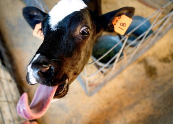 A cow that’s  part of study on reducing methane in bovine burps stands in an exclosure at UC Davis in California. ©AFP