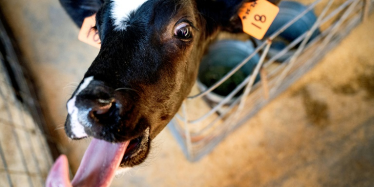 A cow that’s  part of study on reducing methane in bovine burps stands in an exclosure at UC Davis in California. ©AFP