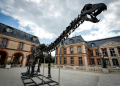 The buyer has pledged to donate the apatosaurus nicknamed Vulcan to a museum. ©AFP