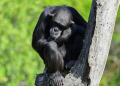 Chimpanzees are steadily honing their tool-using skills -- a process unfolding over millennia, driven by the exchange of ideas through migrations between populations, according to a new study published in Science . ©AFP