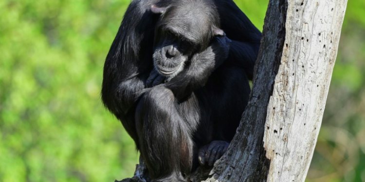 Chimpanzees are steadily honing their tool-using skills -- a process unfolding over millennia, driven by the exchange of ideas through migrations between populations, according to a new study published in Science . ©AFP