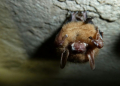 A tricolored bat with white-nose syndrome on its snout and wings is seen at Mammoth Cave National Park in Kentucky in February 2013. ©AFP