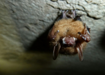 A tricolored bat with white-nose syndrome on its snout and wings is seen at Mammoth Cave National Park in Kentucky in February 2013. ©AFP