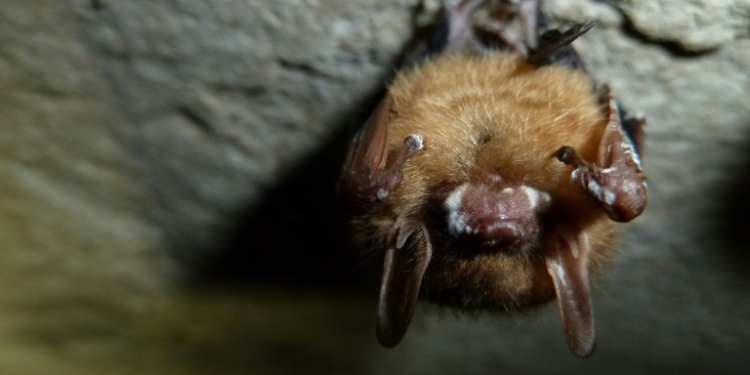 A tricolored bat with white-nose syndrome on its snout and wings is seen at Mammoth Cave National Park in Kentucky in February 2013. ©AFP