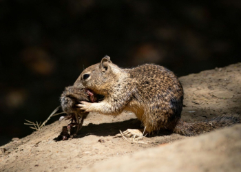 This handout photo obtained from the University of California on December 18, 2024, shows ground squirrels eating voles in Davis, California. ©AFP