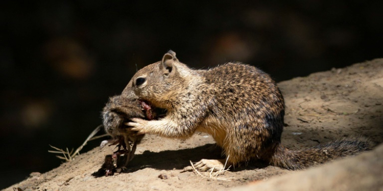 This handout photo obtained from the University of California on December 18, 2024, shows ground squirrels eating voles in Davis, California. ©AFP