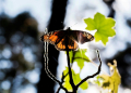 A Monarch butterfly (Danaus plexippus) is pictured at the oyamel firs (Abies religiosa) forest, in Ocampo municipality, Michoacan State in Mexico on December 19, 2016. ©AFP