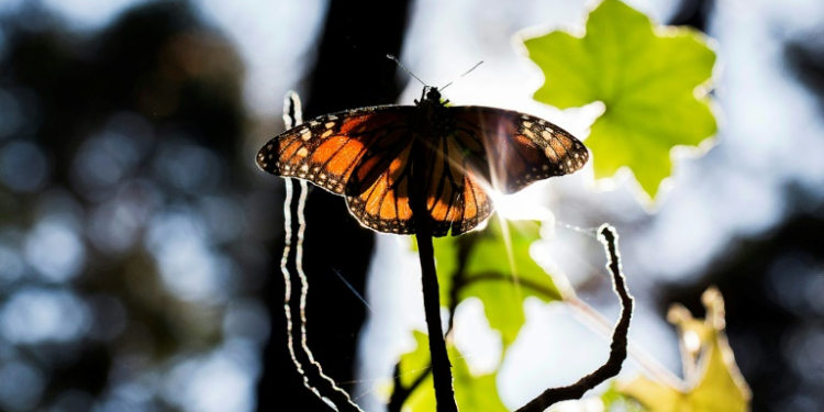 A Monarch butterfly (Danaus plexippus) is pictured at the oyamel firs (Abies religiosa) forest, in Ocampo municipality, Michoacan State in Mexico on December 19, 2016. ©AFP