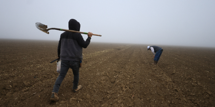 Around 2.4 million people work in farming in the United States, 44 percent of whom are undocumented, according to a survey by the US Department of Labor / ©AFP