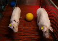 Young genetically altered pigs walk past a ball in their pens at the Revivicor research farm in Blacksburg, Virginia on November 20, 2024. ©AFP