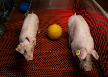 Young genetically altered pigs walk past a ball in their pens at the Revivicor research farm in Blacksburg, Virginia on November 20, 2024. ©AFP