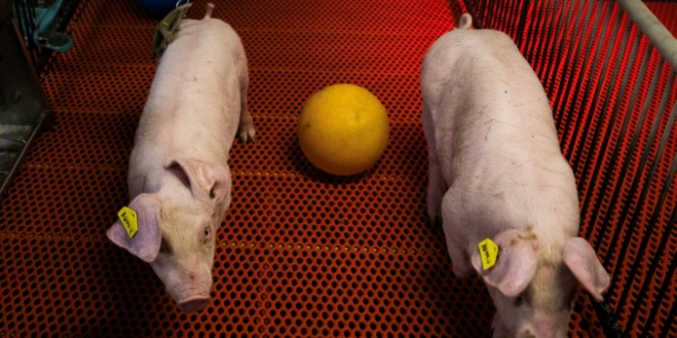 Young genetically altered pigs walk past a ball in their pens at the Revivicor research farm in Blacksburg, Virginia on November 20, 2024. ©AFP