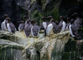 This handout photo provided by the US Fish and Wildlife Service (USFWS) shows common murres clustered together on a cliff ledge at the Alaska Maritime National Wildlife Refuge on July 30, 2019. ©AFP