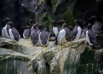 This handout photo provided by the US Fish and Wildlife Service (USFWS) shows common murres clustered together on a cliff ledge at the Alaska Maritime National Wildlife Refuge on July 30, 2019. ©AFP