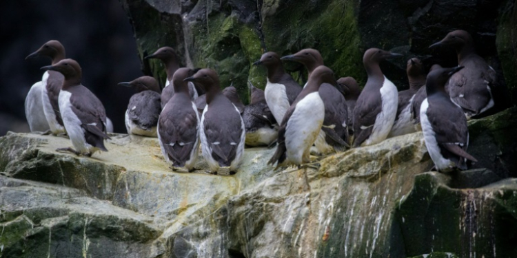 This handout photo provided by the US Fish and Wildlife Service (USFWS) shows common murres clustered together on a cliff ledge at the Alaska Maritime National Wildlife Refuge on July 30, 2019. ©AFP