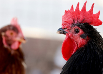 Rescued chickens gather in an aviary at Farm Sanctuary's Southern California Sanctuary on October 5, 2022 in Acton, California. ©AFP