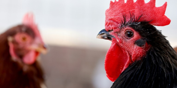 Rescued chickens gather in an aviary at Farm Sanctuary's Southern California Sanctuary on October 5, 2022 in Acton, California. ©AFP